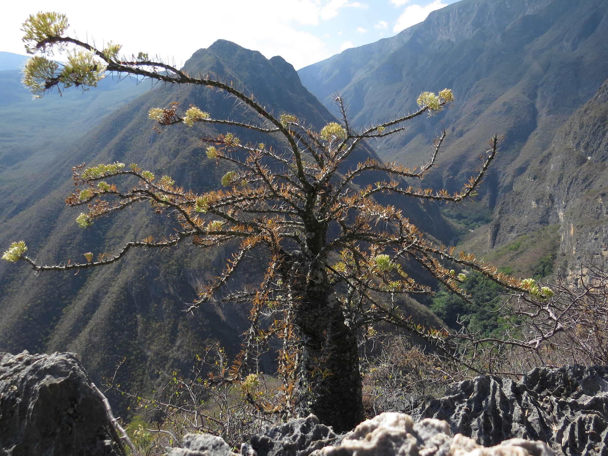 Fouquieria purpusii